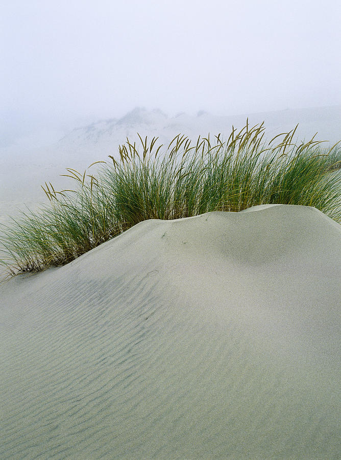 Beach Grass and Dunes Photograph by Robert Potts