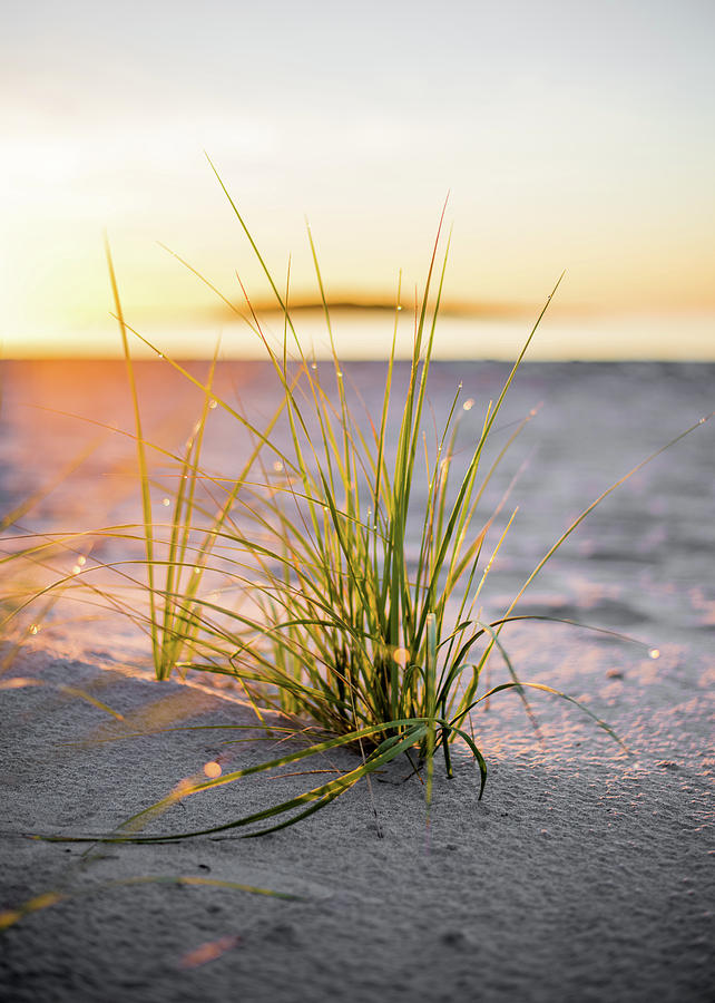 Beach Photograph - Beach Grass by Brad Wenskoski Beach Photograph - Beach Grass by Brad Wenskoski