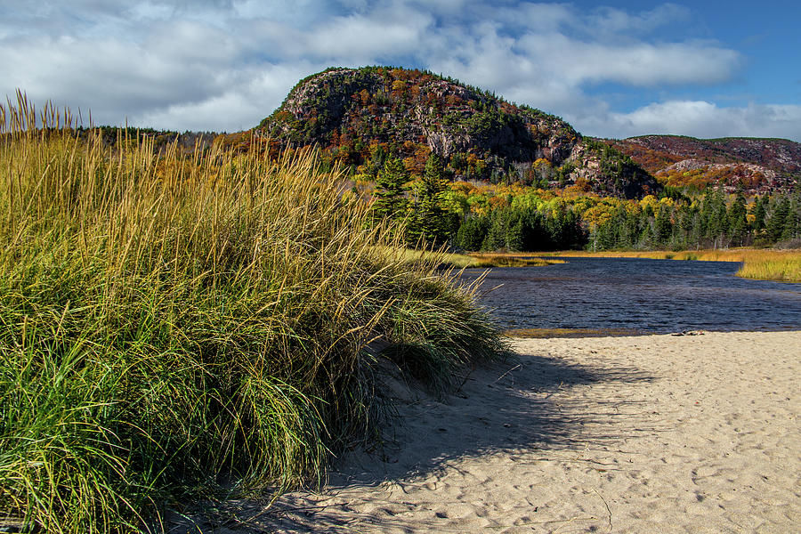 Beach Grass Photograph by Brent L Ander