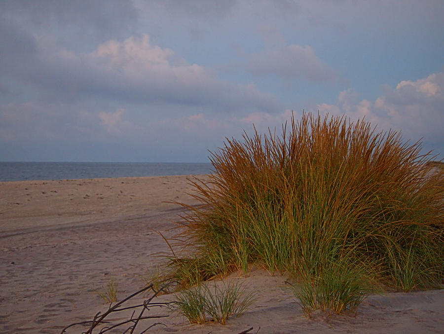 Beach Grass I I I Photograph by  Newwwman
