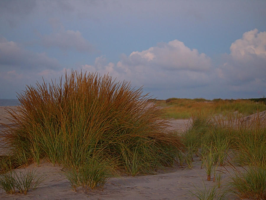 Beach Grass I I Photograph by  Newwwman