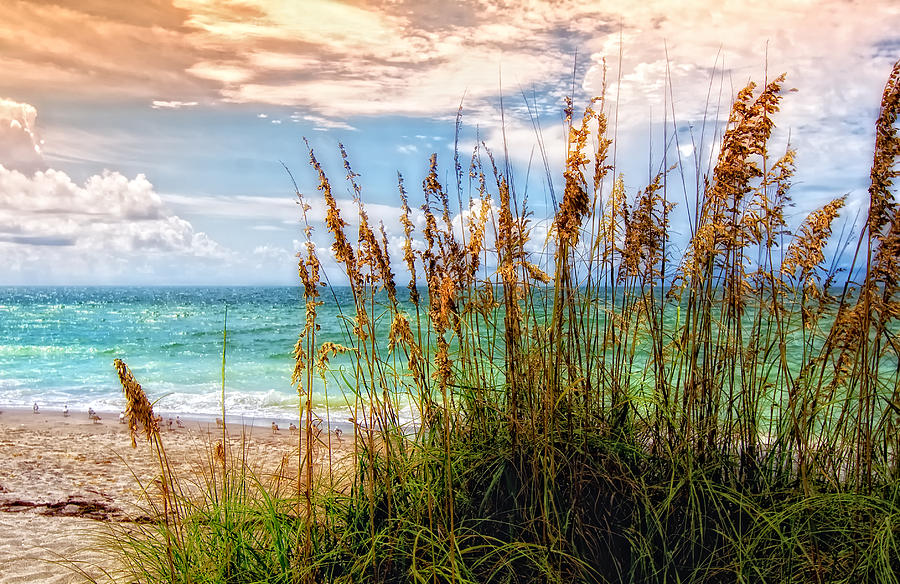 Shell Photograph - Beach Grass II by Gina Cormier