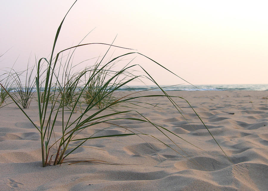 Beach Grass Photograph by Laura Kinker