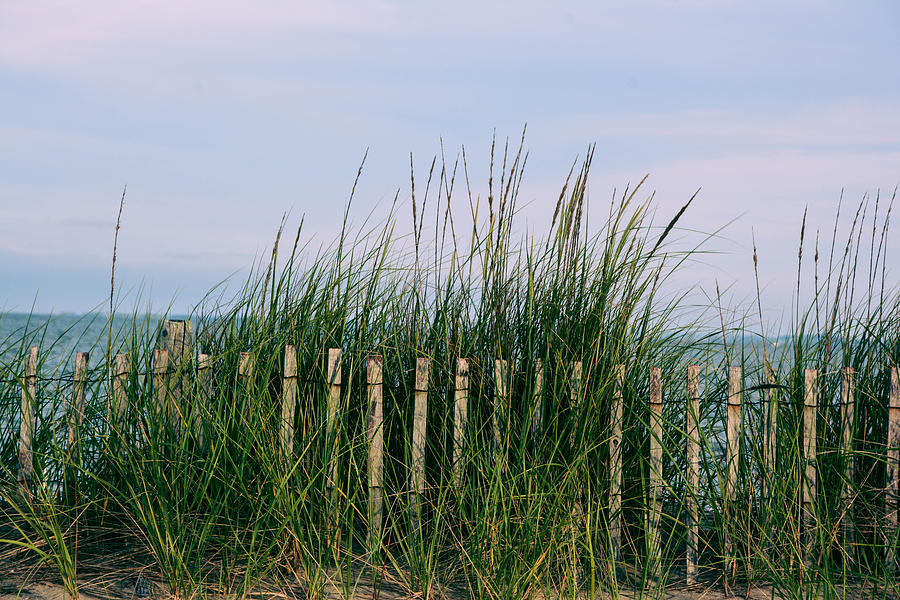 Beach Grass, Revere Beach, Massachusetts Photograph by Nicole Freedman