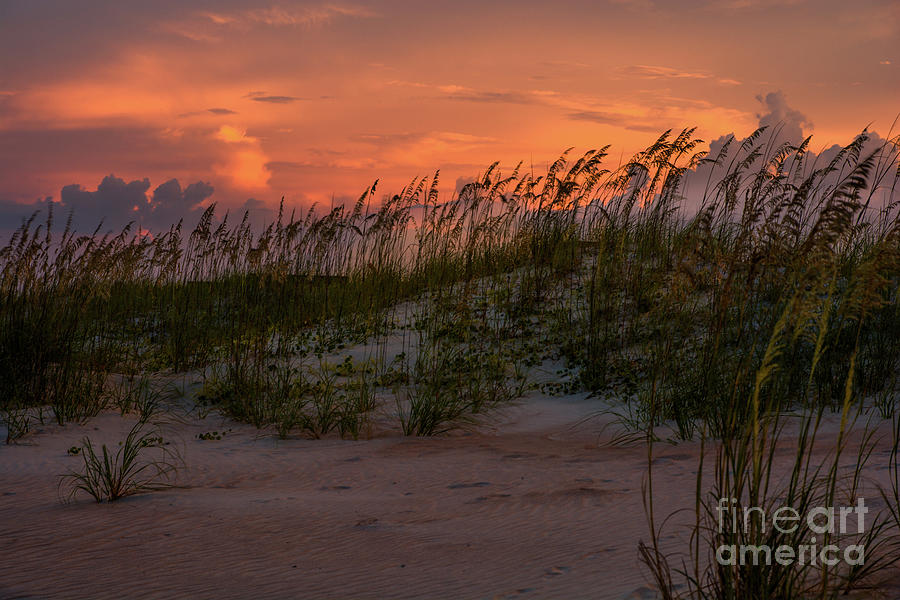 Beach grass silhouettes at sunset Photograph by Zina Stromberg