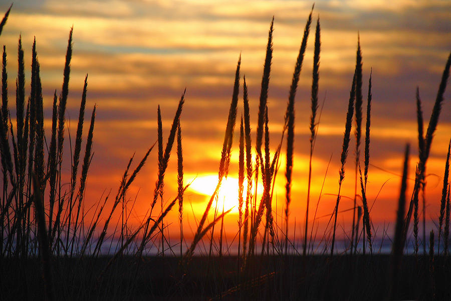 Beach Grass Sunset Photograph by Scenic Edge Photography