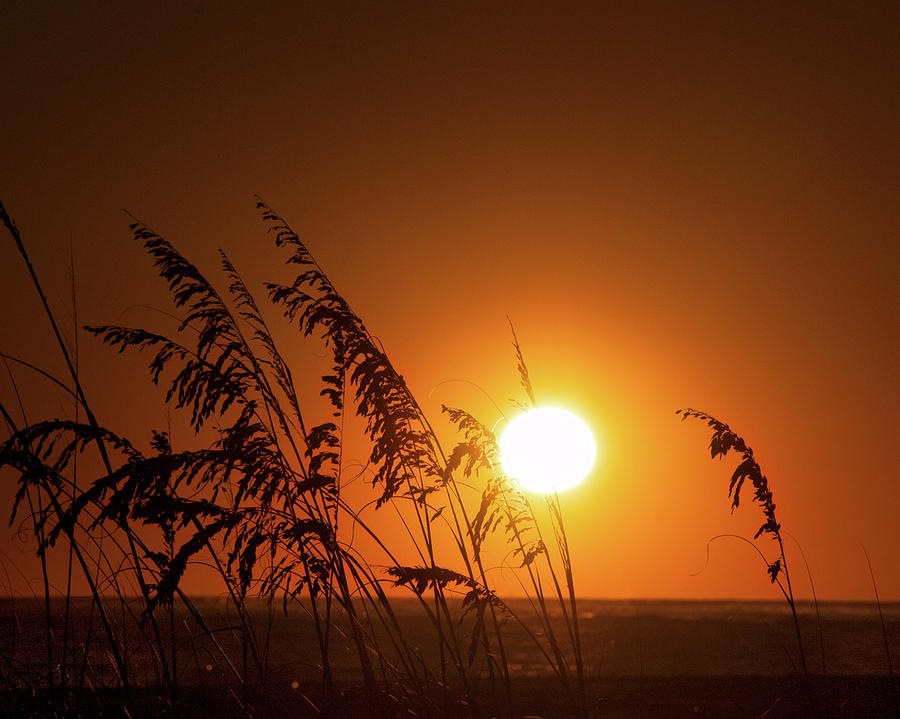 Beach Grass Sunset Photograph by Mitch Spence