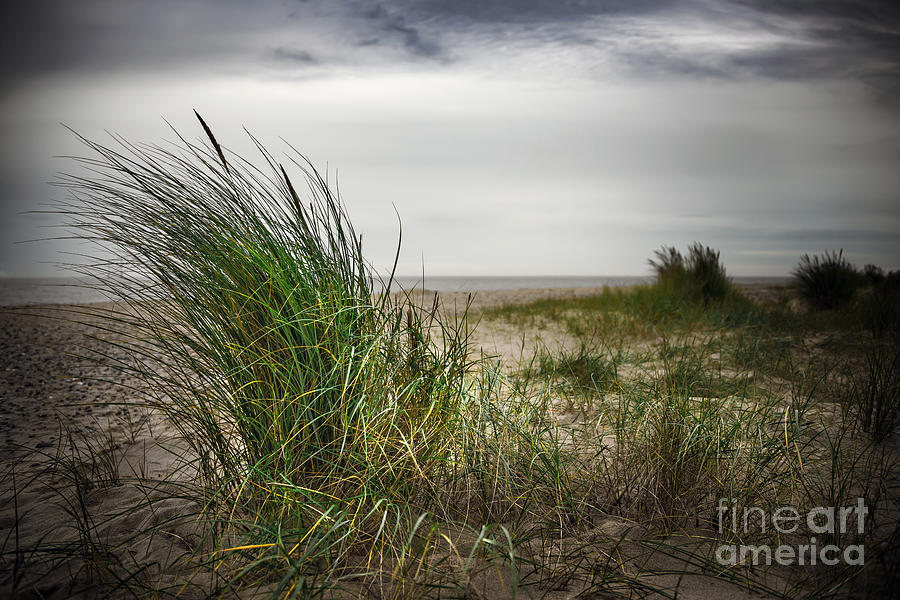 Beach Grass Photograph