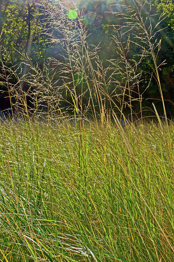 Beach Grasses by Grand Haven Channel, Michigan Photograph by Ruth Hager