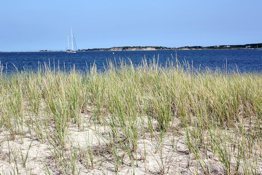 Beach Grasses Photograph by Cheryl O'Neil - Fine Art America