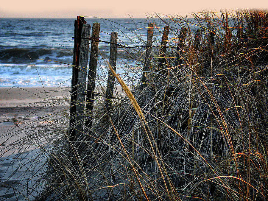 Beach Grasses Photograph by Deidre Elzer-Lento