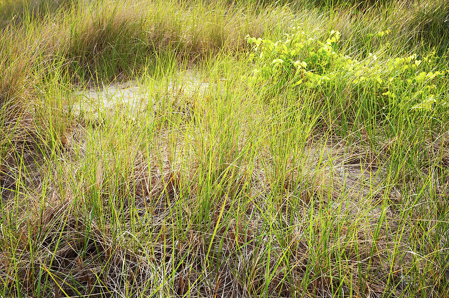 Beach Grasses Number 8 Photograph
