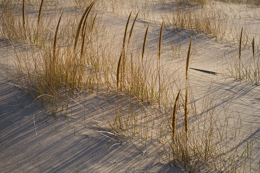 Beach Grasses Photograph