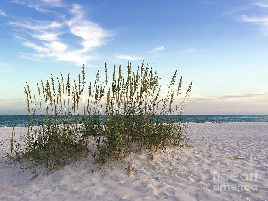 Beach Grasses Photograph by Terri Matthias - Fine Art America