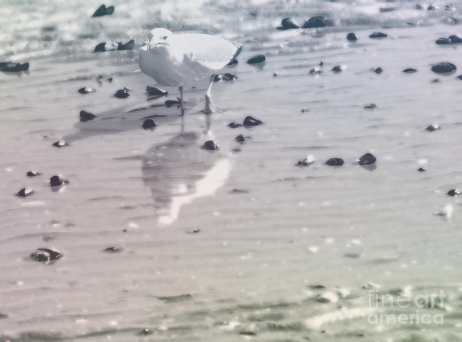 Beach Gull Photograph by Raymond Earley