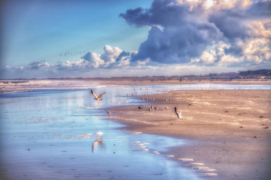 Beach Gulls Photograph by Joseph Desiderio