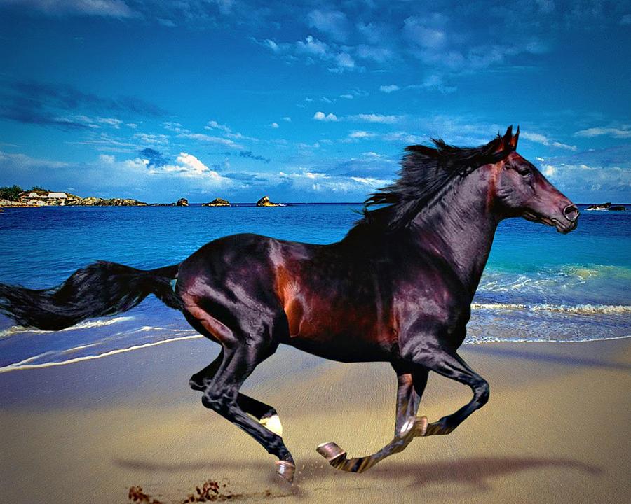Beach Horse Photograph by Rob Smiths