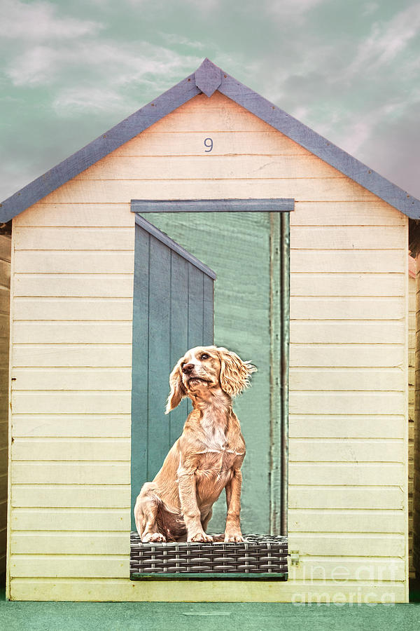Holiday Photograph - Beach Hut Puppy by Terri Waters