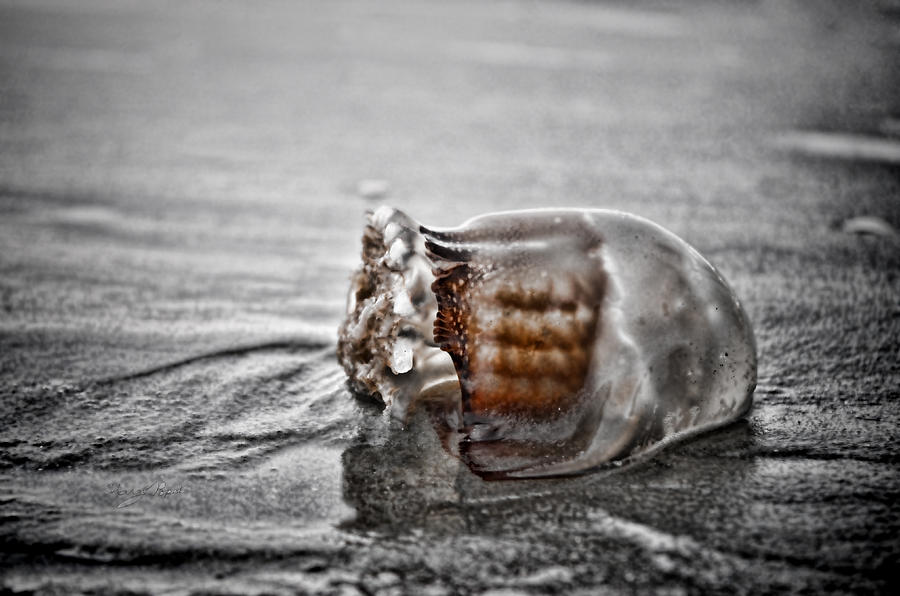 Beach Jelly Photograph by Sharon Popek