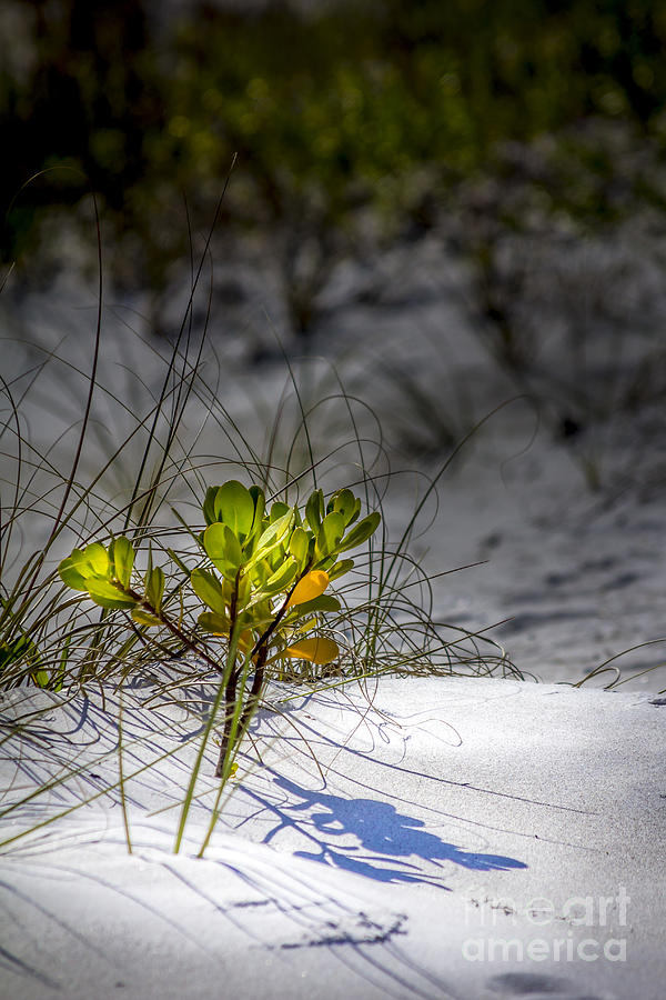 Tree Photograph - Beach Life by Marvin Spates