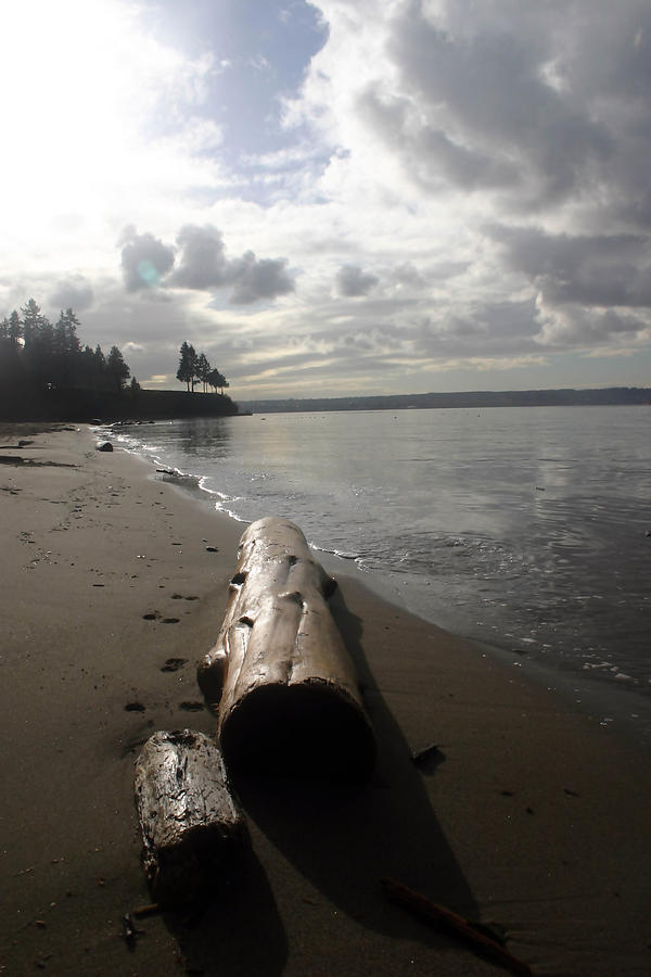 Beach Logs Photograph by Mary Haber