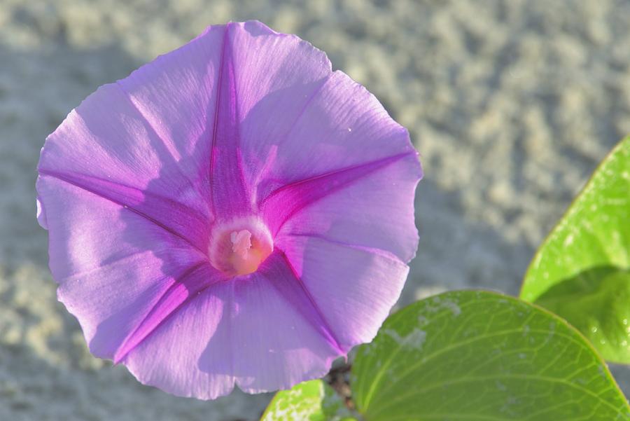 Beach Morning Glory Flower Photograph by Bradford Martin