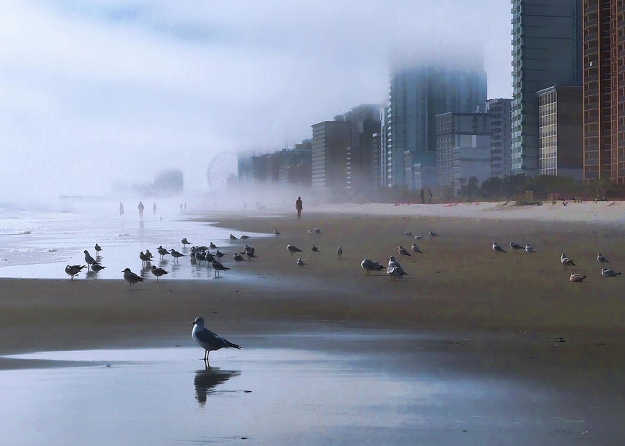 Seagull Photograph - Beach Morning by Jim Hill