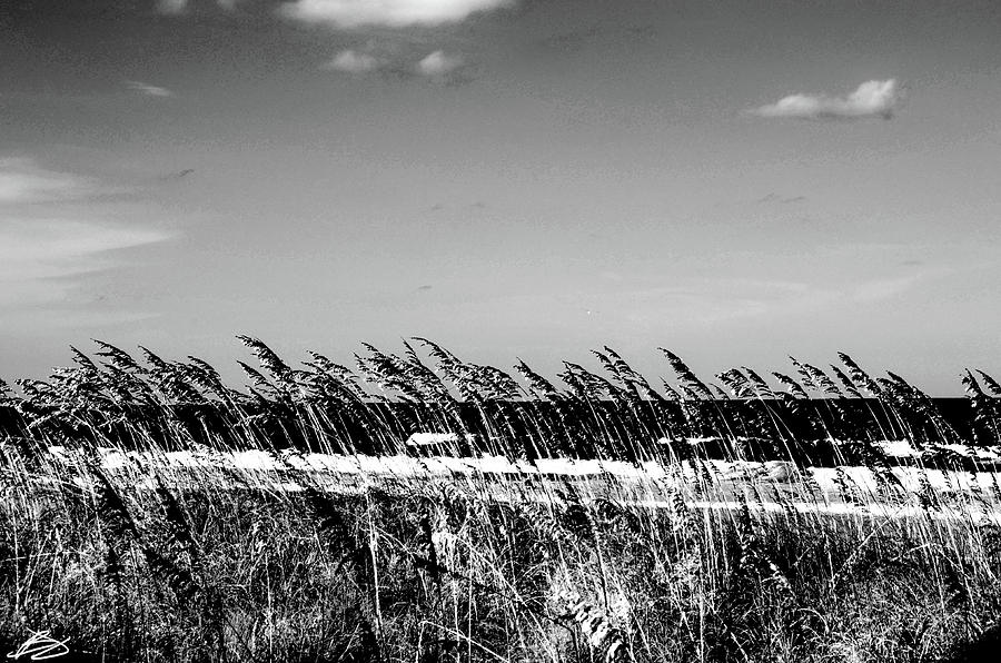 Beach oats blowing Photograph by Bradley Dever