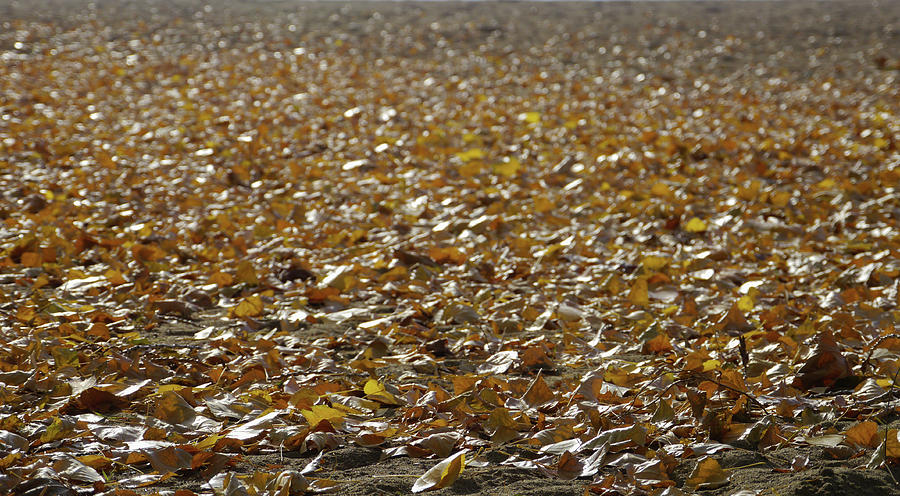Nature Photograph - Beach of Autumn Leaves by Trance Blackman Nature Photograph - Beach of Autumn Leaves by Trance Blackman