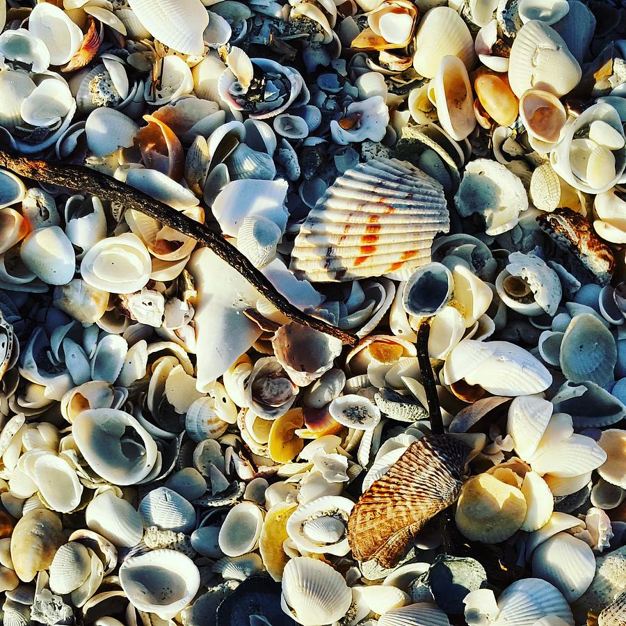 Shells Photograph - Beach of Shells by Ric Schafer Shells Photograph - Beach of Shells by Ric Schafer