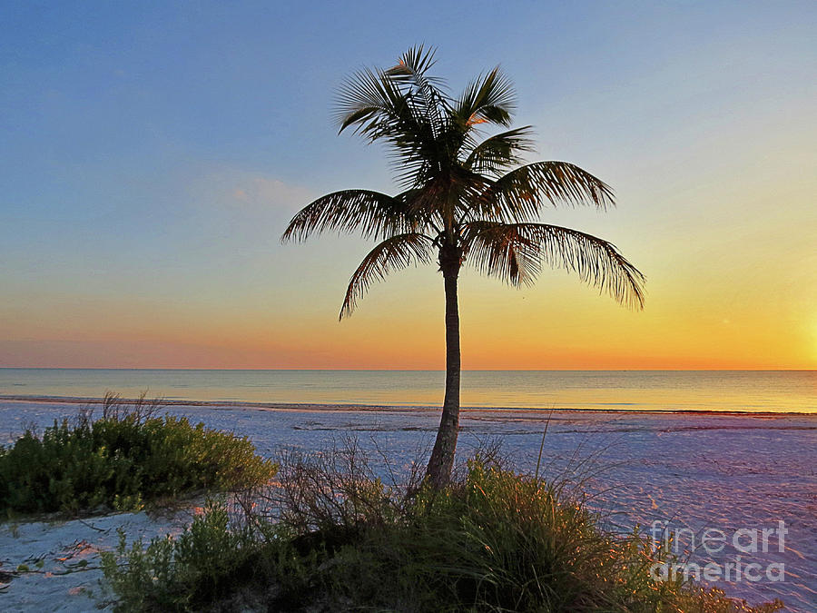 Beach Palm Photograph by Chris Andruskiewicz