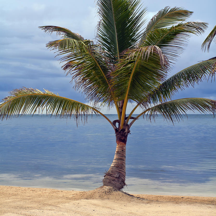 Beach Palm Photograph by Debby Richards