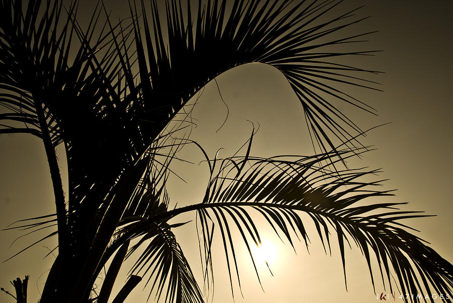 Nature Photograph - Beach Palm by Jonathan Ellis Keys