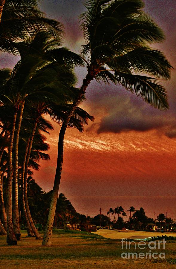 Beach Palms Photograph by Craig Wood