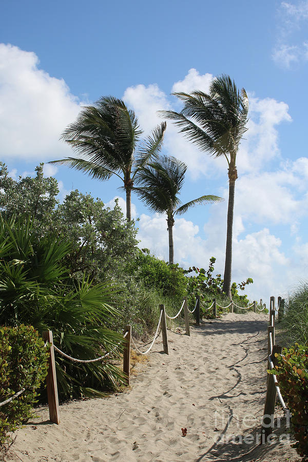 Beach Path with Palm Trees Photograph by Carol Groenen