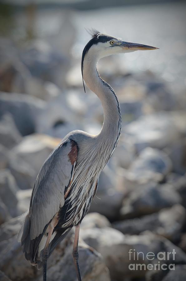 Heron Photograph - Beach Patrol by Pamela Blizzard