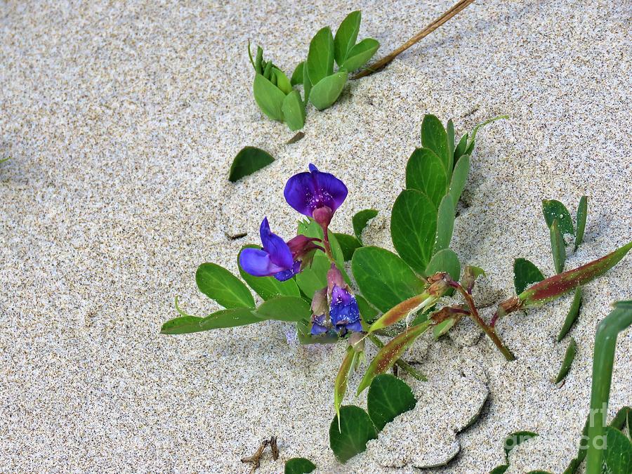 Beach Pea Vine Photograph by Michele Penner