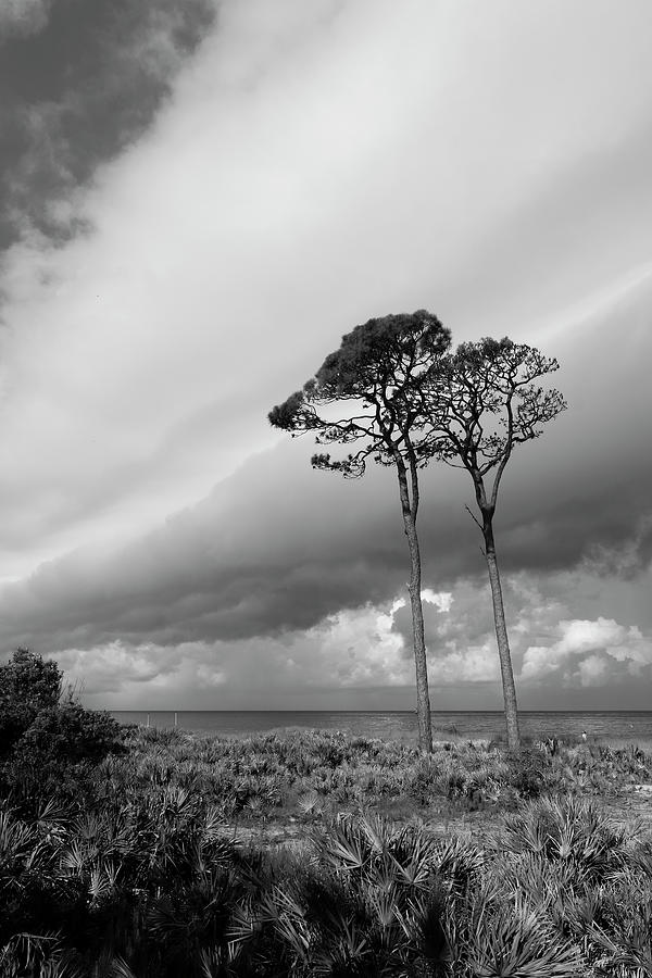 Beach Pines Storm Photograph by Robert Wilder Jr