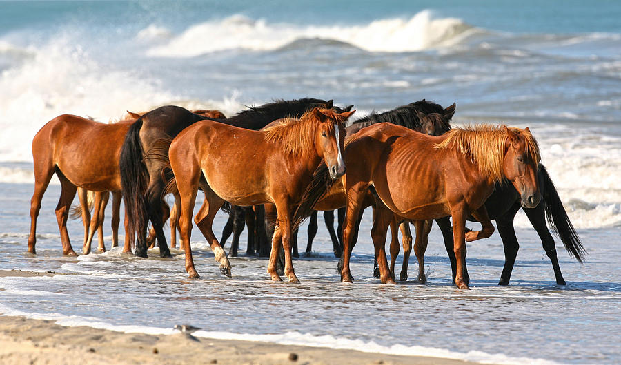 Beach Ponies Photograph by Robert Och