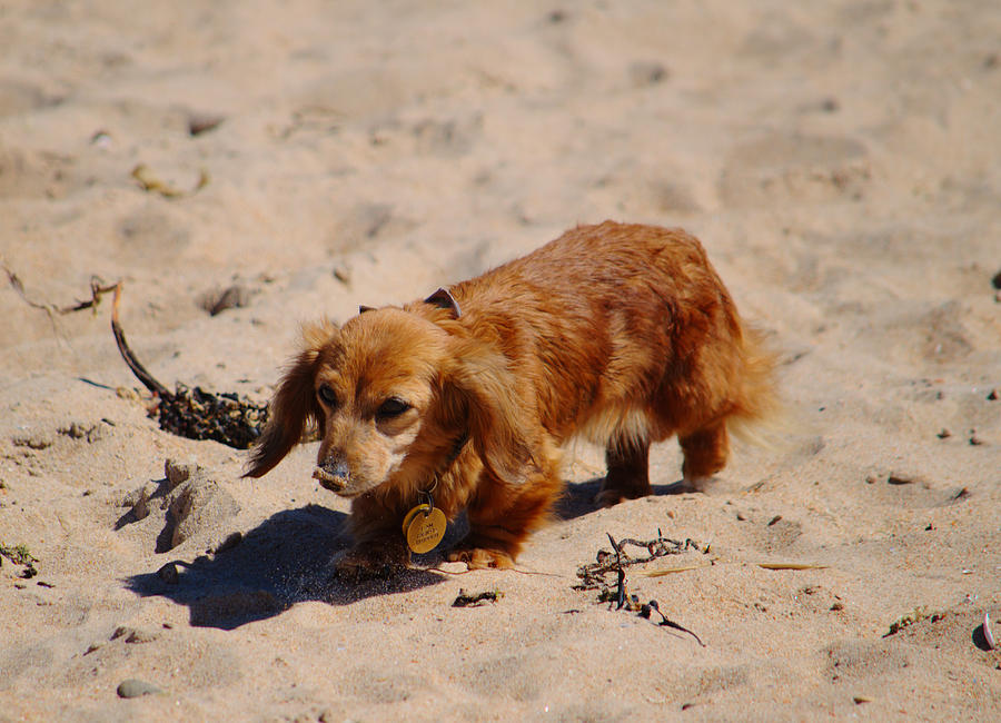 Beach Pup Exploring Photograph by Adrian Wale