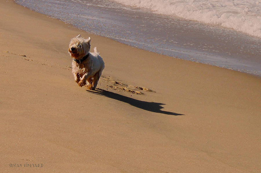 Beach Puppy Photograph by Susan Vineyard