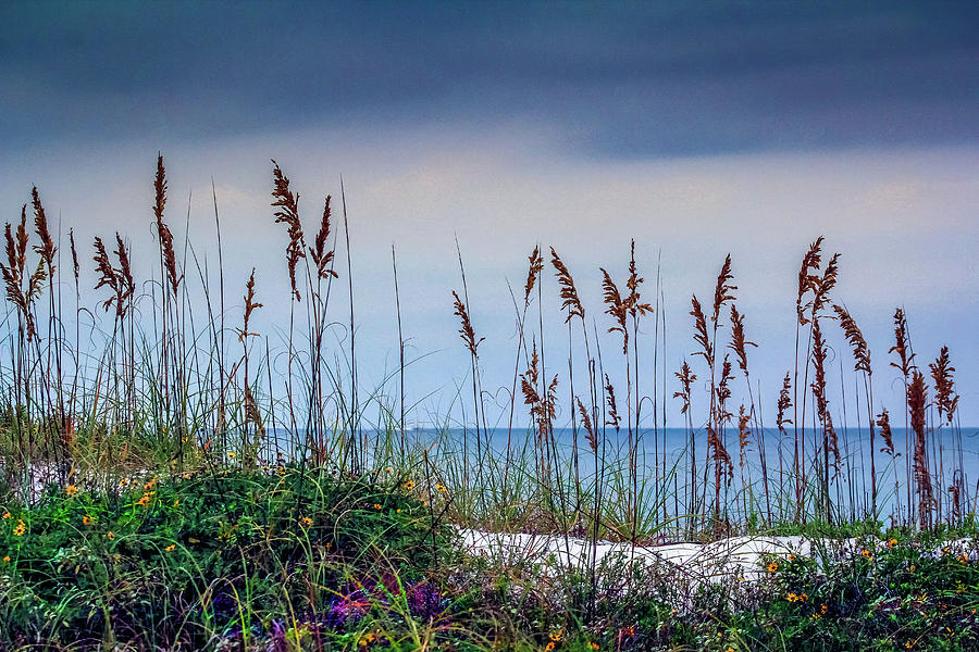  Beach Reeds Photograph by Charles Aitken