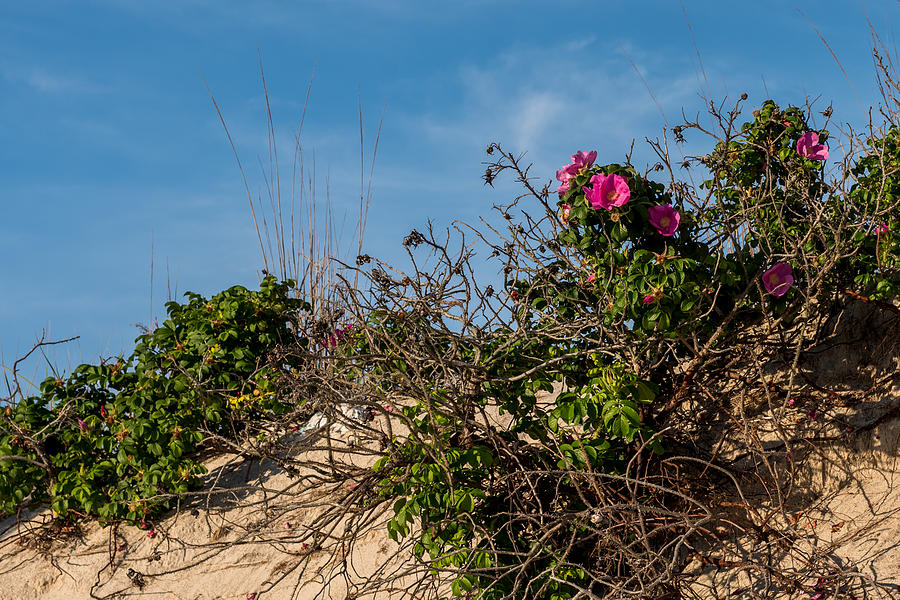 Beach Roses on Dune Jersey Shore Photograph by Terry DeLuco