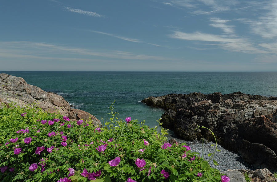 Summer Photograph - Beach Roses on the Marginal Way by Terri Mongeon