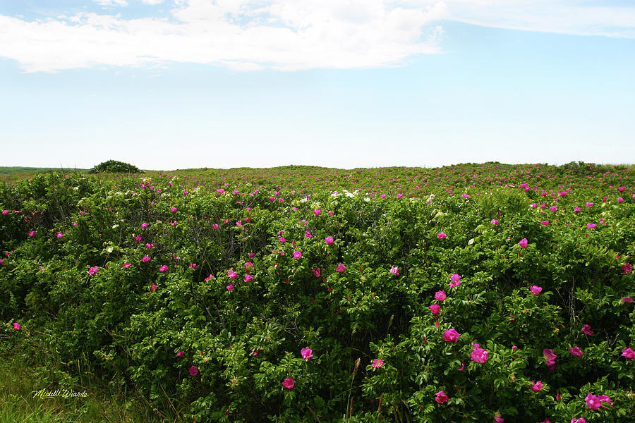 Beach Roses to Infinity Marthas Vineyard Massachusetts Photograph by Michelle Constantine