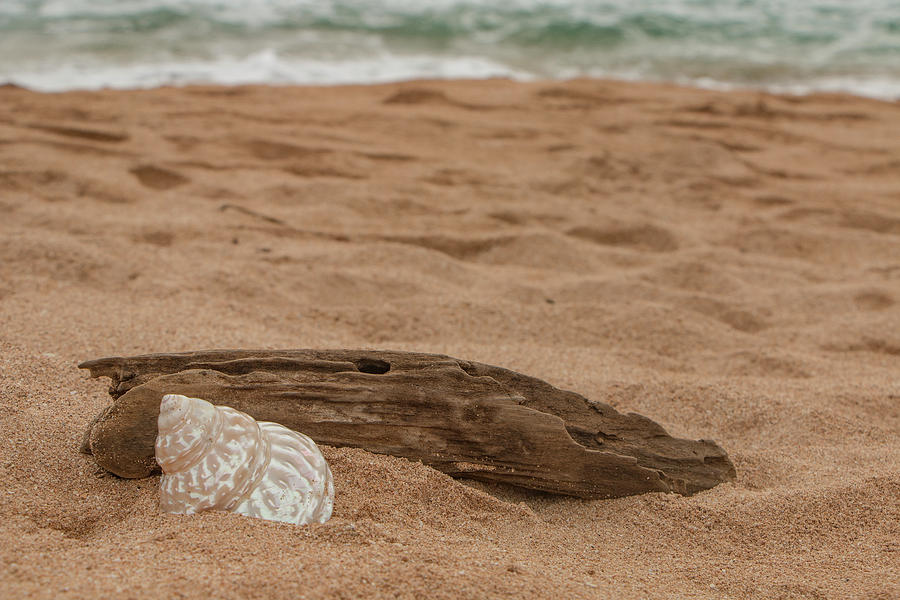 Beach, Sand, and Shell Photograph by Teresa Wilson