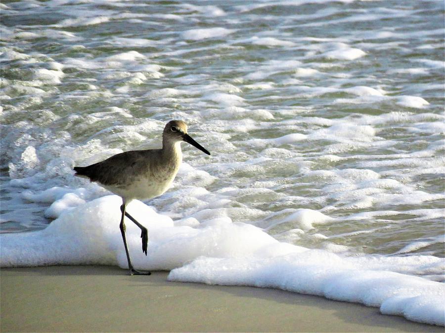 Beach Sandpiper Photograph by Kathy Long