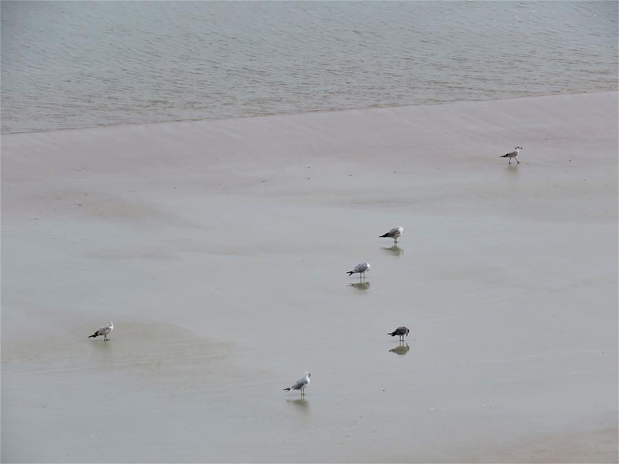 Beach Seagulls Photograph by Kathy Long