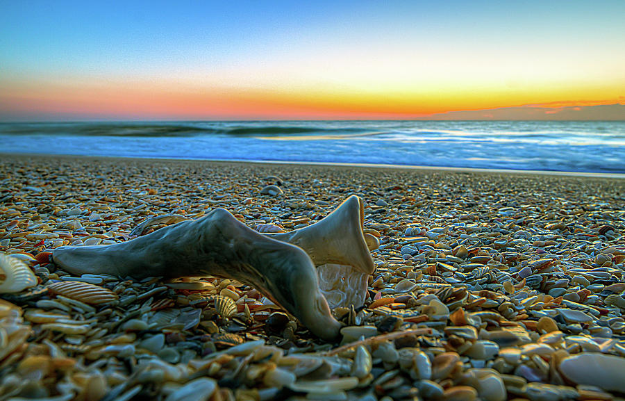 Beach Seashell Sunrise Photograph by R Scott Duncan