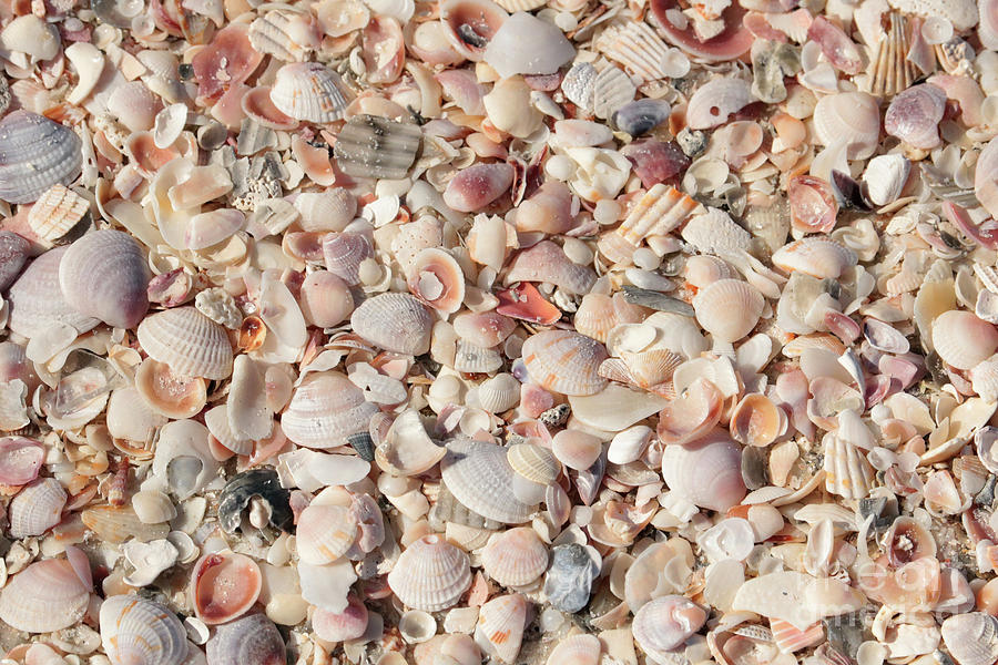 Beach Photograph - Beach Seashells by Carol Groenen